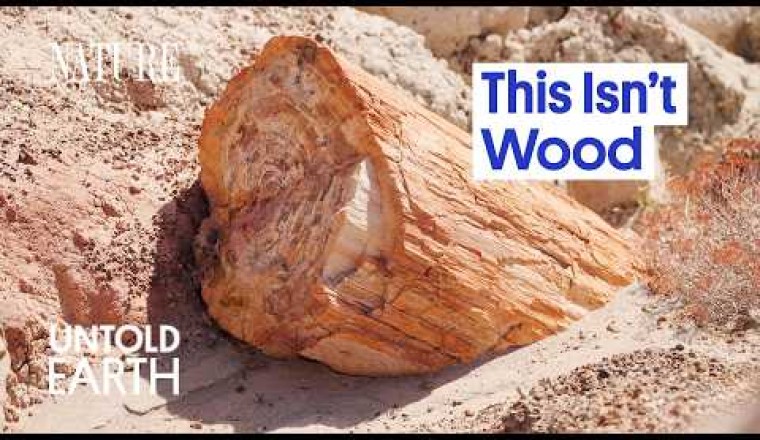 What Turned These Ancient Trees to Stone?