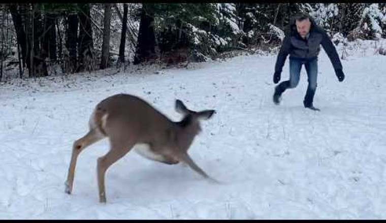 Wild Fawn Waits at the Porch for Her Favorite Human Every Day
