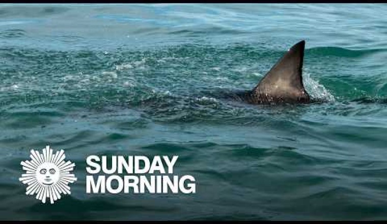 From the archives: The infamous 1916 shark attacks that inspired "Jaws"