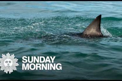From the archives: The infamous 1916 shark attacks that inspired 