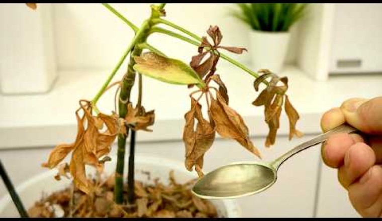 How to Revive Any Dying Plant With This Simple Trick (Works Every Time!)