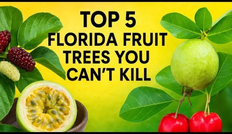 5 Florida Fruit Trees That Practically Grow Themselves
