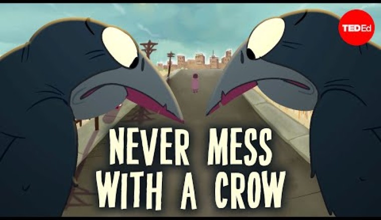 How Smart Are Crows?