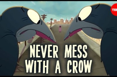 How Smart Are Crows?