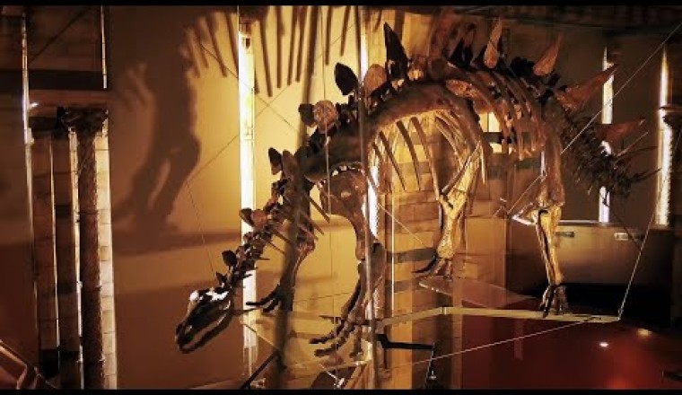 Exploring the Museum’s Most Priceless and Mysterious Treasures