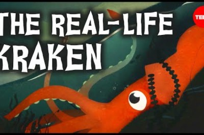 Why Did It Take So Long To Find Giant Squids?
