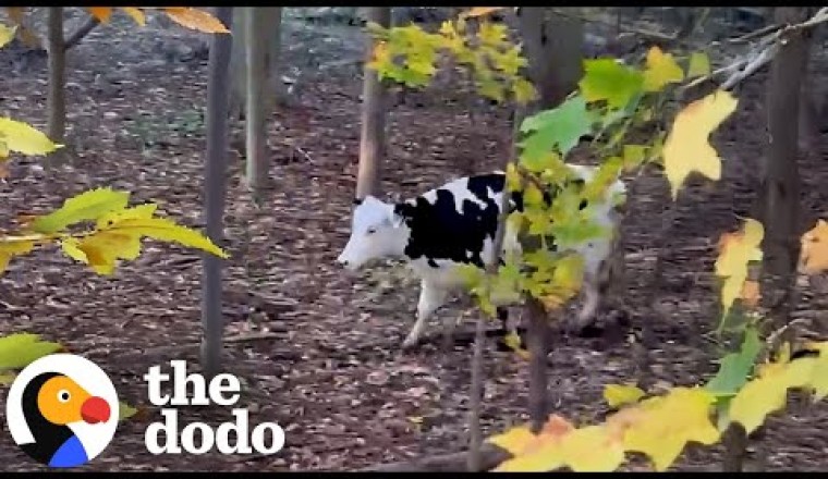 Pregnant Cow Escapes Dairy Farm To Have Her Baby