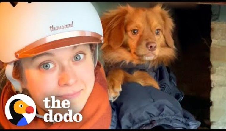 Terrified Stray Dog Becomes The Protector Of The House
