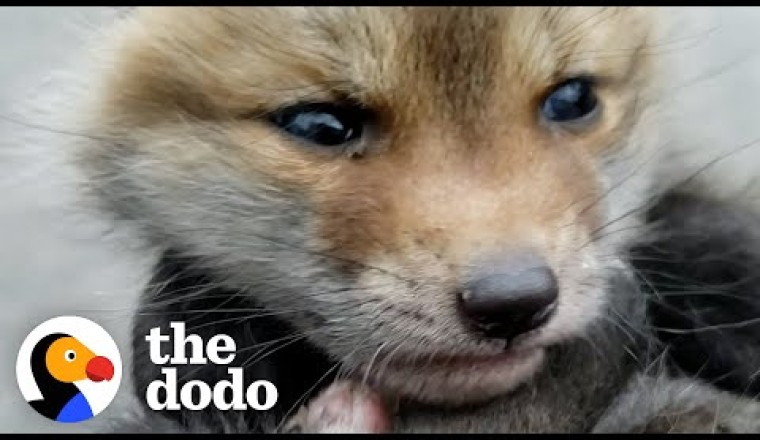 Baby Foxes Meet And Immediately Become Obsessed With Each Other