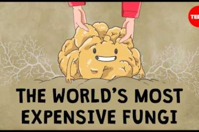 What are truffles, and why are they so expensive?