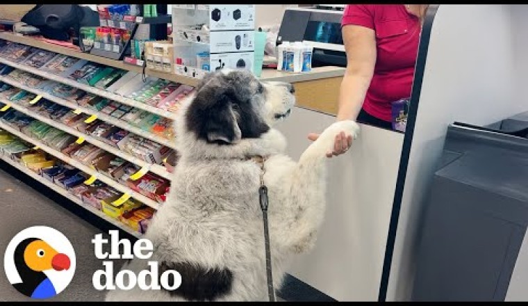 Great Pyrenees Walks Himself To CVS
