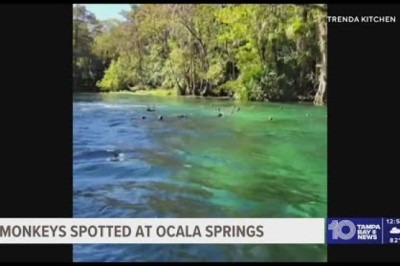 Florida woman captures 'raining monkeys' at springs in viral video