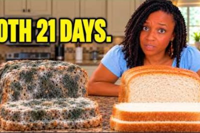 I Left 9 Bread Brands Out for 21 Days (Only 2 Actually Rotted)