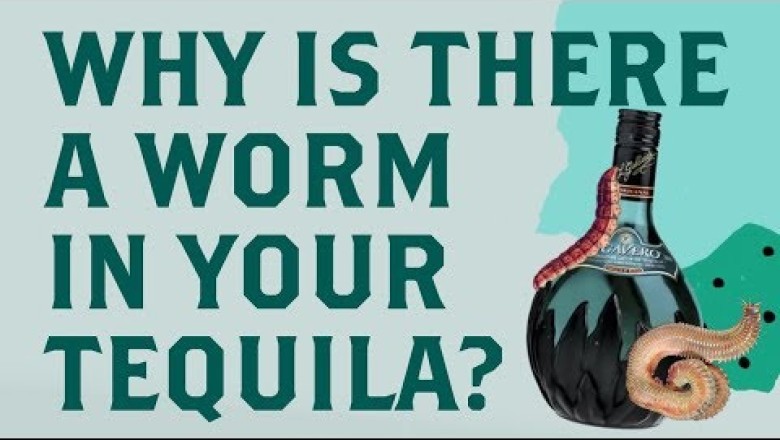 Is There Really a Worm in Tequila? Myth and History