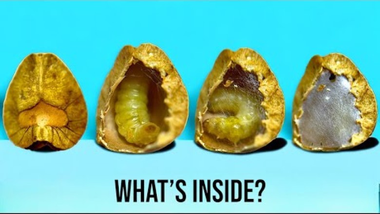 Mexican Jumping Beans: What They Are and Why They Jump