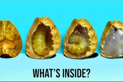 Mexican Jumping Beans: What They Are and Why They Jump