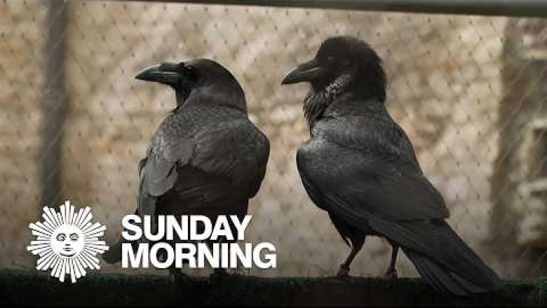 Meet the Tower of London's Ravenmaster