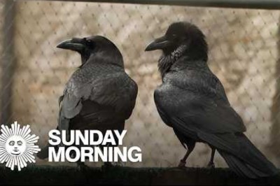Meet the Tower of London's Ravenmaster